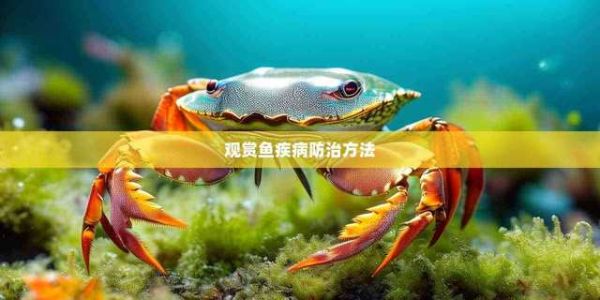 观赏鱼疾病防治方法