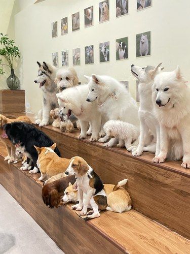 狗狗的快乐，我的快乐