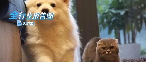 如何科学喂养宠物鸟？