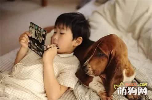 家里养狗如何消毒？需注意什么？