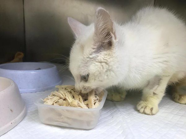 小猫吃什么食物好