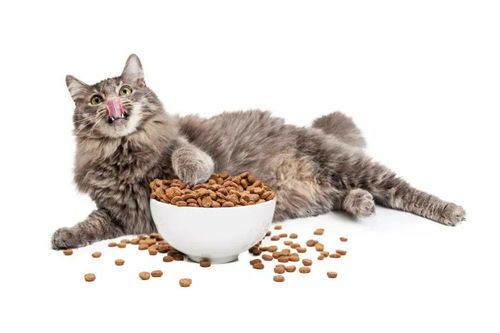猫粮非仅宠物猫适用，喂食讲究适量定时。