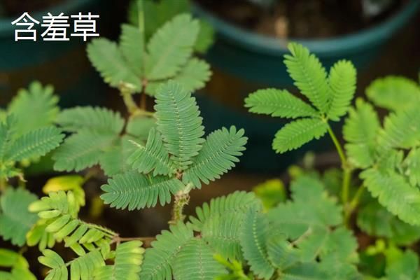 哪些植物有特点，常见的有卷柏、猪笼草等
