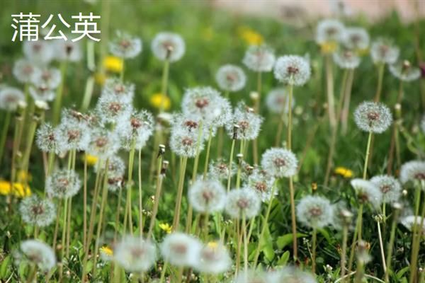 哪些植物有特点，常见的有卷柏、猪笼草等