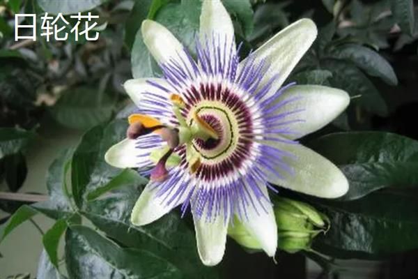 哪些植物有特点，常见的有卷柏、猪笼草等
