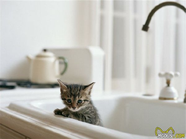 关于猫咪猫砂使用的注意事项有哪些