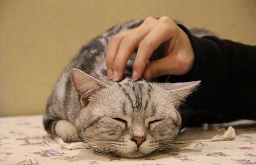 怎么教猫用猫砂?要掌握好训练方法