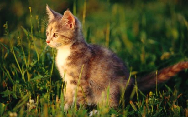 怎么教猫用猫砂?要掌握好训练方法