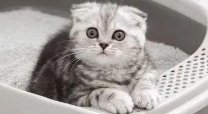 做了那么久的猫奴，你确定你会准确使用猫砂