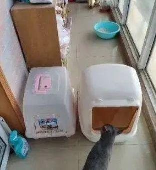 做了那么久的猫奴，你确定你会准确使用猫砂