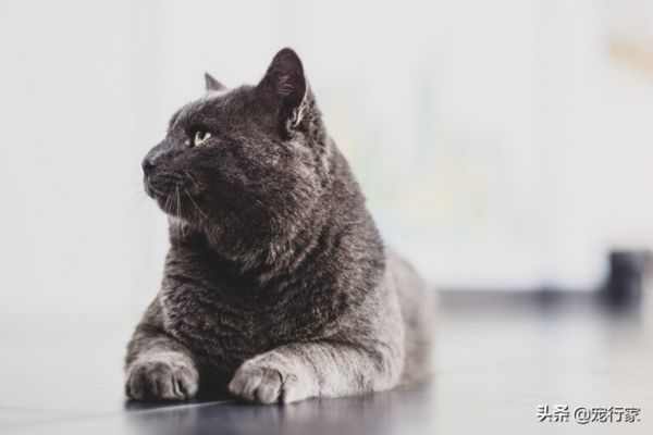 养猫需要几个猫砂盆？多猫家庭要多准备一个吗？它们能并排放吗？