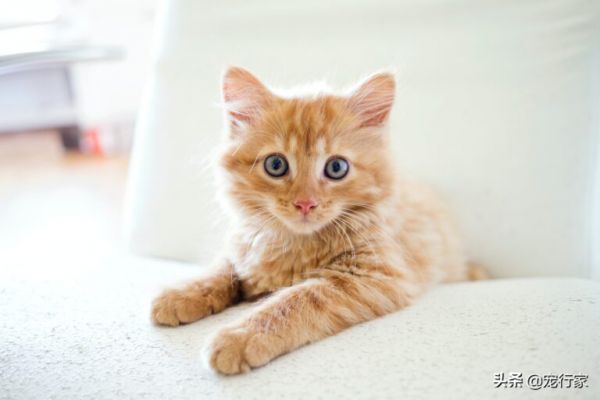 养猫需要几个猫砂盆？多猫家庭要多准备一个吗？它们能并排放吗？