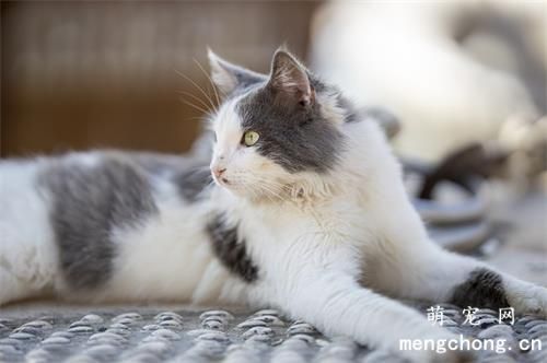 让宠物猫轻轻松松爱上猫砂的5个技巧
