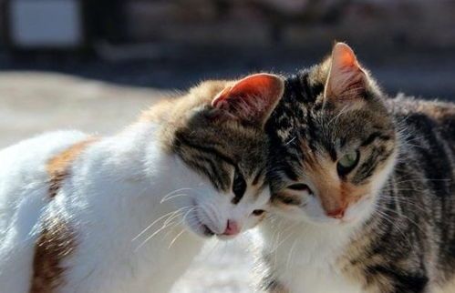宠物如何正确使用猫砂盆