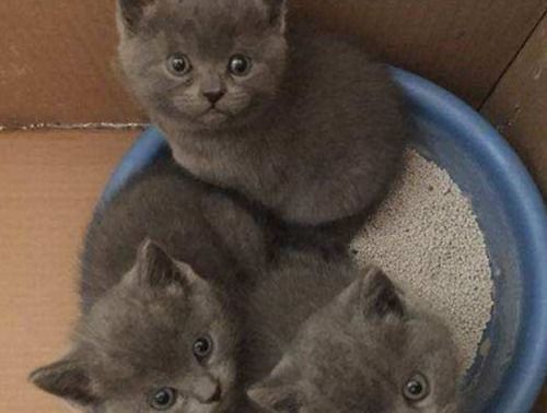 训练猫咪使用猫砂，打造理想猫居