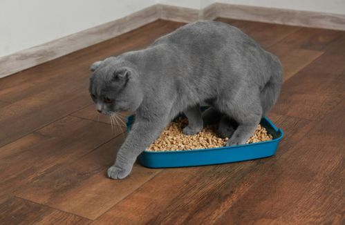 训练猫咪使用猫砂，打造理想猫居