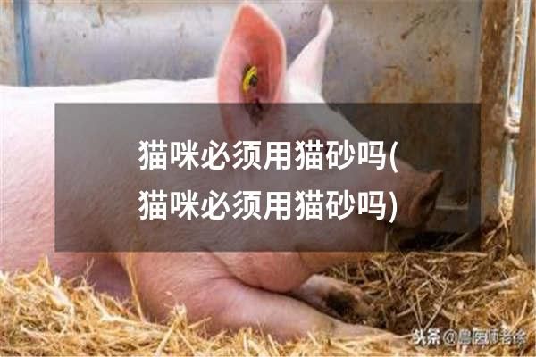 猫咪必须用猫砂吗(猫咪必须用猫砂吗)