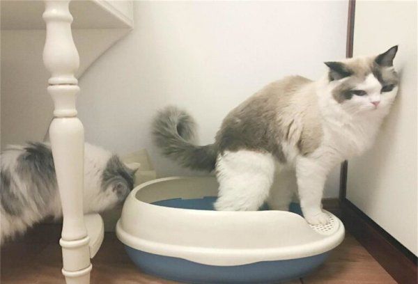 怎么训练猫用猫砂盆