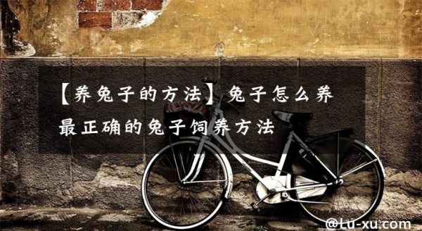 【养兔子的方法】兔子怎么养 最正确的兔子饲养方法