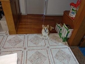 DIY狗粮的做法步骤 第8步