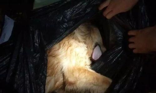 如何防止宠物身上寄生吸血虫（宠物养护）