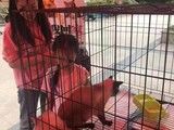 上海黄浦蓬莱公园有大量宠物狗等待大家来领养救助-上海市宠物救助领养站
