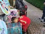 上海流浪狗救助-上海宠物流浪狗流浪猫小动物救助领