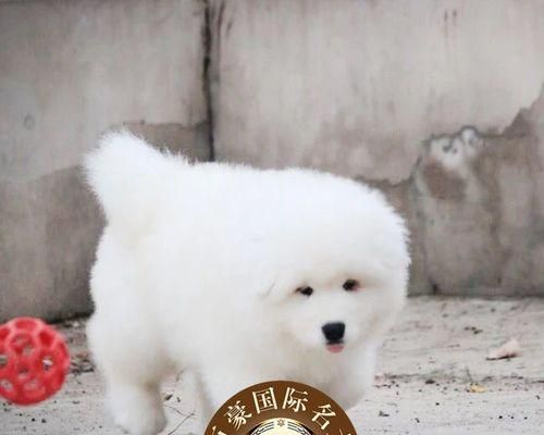 深入了解狗狗血统，打造纯种宠物（掌握狗狗血统知识）