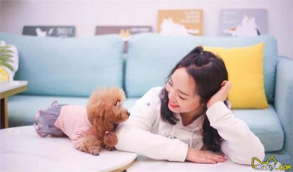 纯种“泰迪犬”的6大特点，你家泰迪犬纯吗？