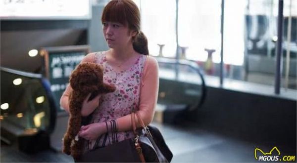 纯种“泰迪犬”的6大特点，你家泰迪犬纯吗？