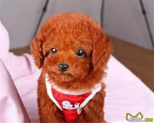 纯种“泰迪犬”的6大特点，你家泰迪犬纯吗？