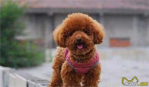 纯种“泰迪犬”的6大特点，你家泰迪犬纯吗？