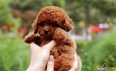 纯种“泰迪犬”的6大特点，你家泰迪犬纯吗？