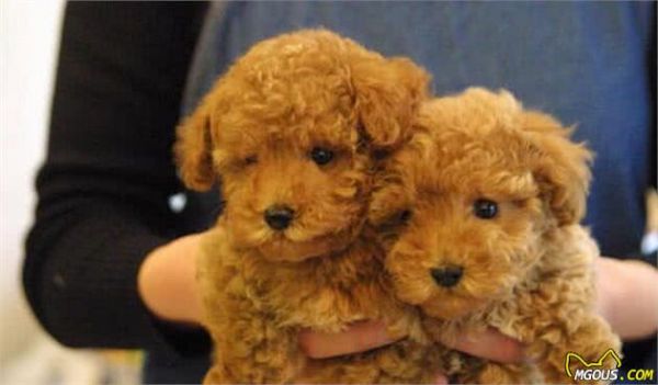 纯种“泰迪犬”的6大特点，你家泰迪犬纯吗？