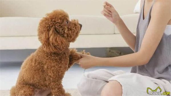 纯种“泰迪犬”的6大特点，你家泰迪犬纯吗？