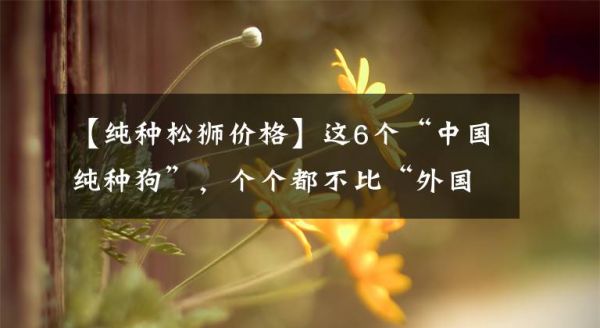 【纯种松狮价格】这6个“中国纯种狗”，个个都不比“外国犬”差，你养过吗？文章配图