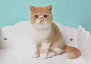 宠物猫饲养与护理要点