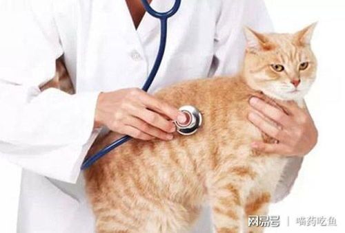 预防治疗猫咪糖尿病,关爱宠物健康