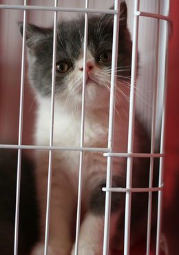 新生猫咪喂养与护理要点