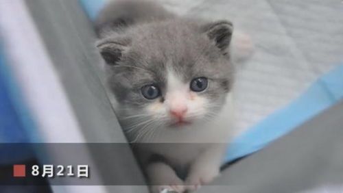 宠物猫出生护理要点