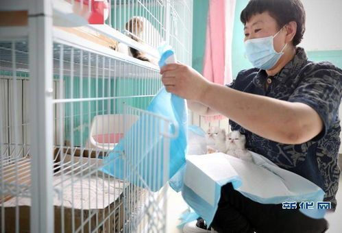宠物猫出生护理要点