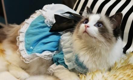 布偶猫毛发梳理,日常护理要点全掌握。