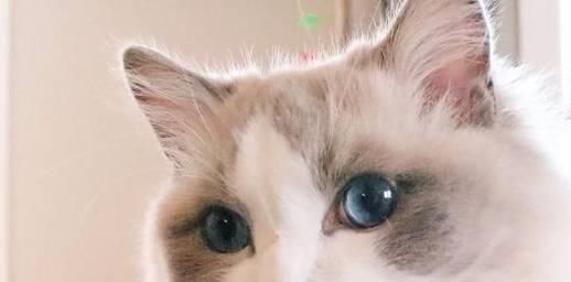 布偶猫毛发梳理,日常护理要点全掌握。
