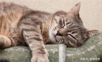 猫咪分娩前睡眠重要性及护理要点