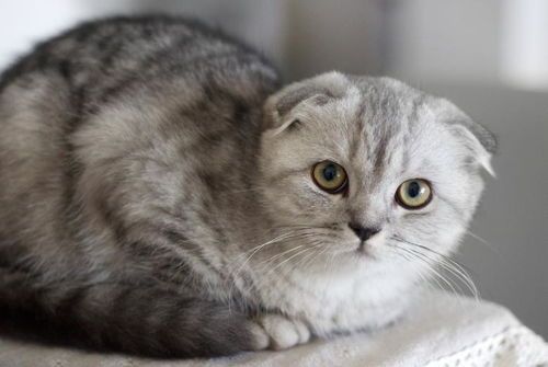 宠物养护：苏格兰折耳猫护理指南