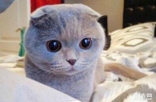 宠物养护：苏格兰折耳猫护理指南