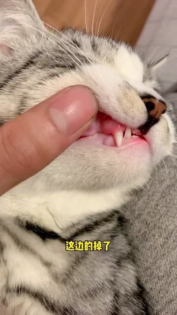 四个月小猫换牙，宠物护理要点必知