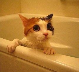 宠物猫洗澡:频率与护理要点