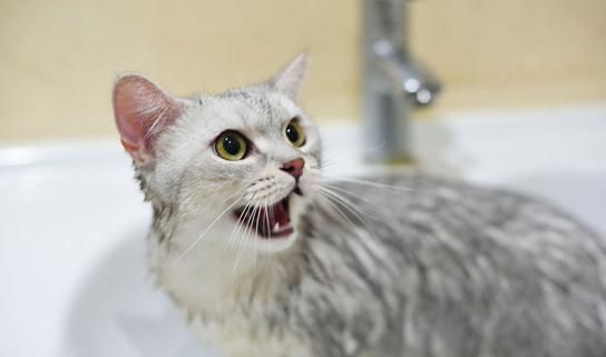 宠物猫洗澡:频率与护理要点