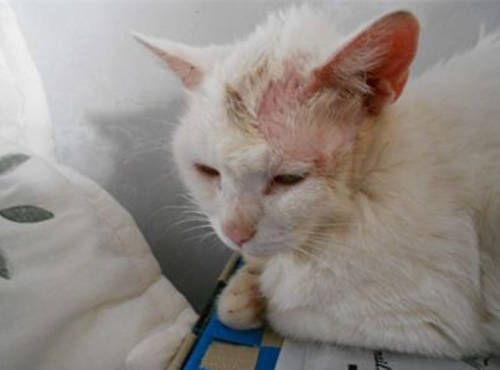 猫咪护理需要哪些用品?如何确保它们健康快乐?